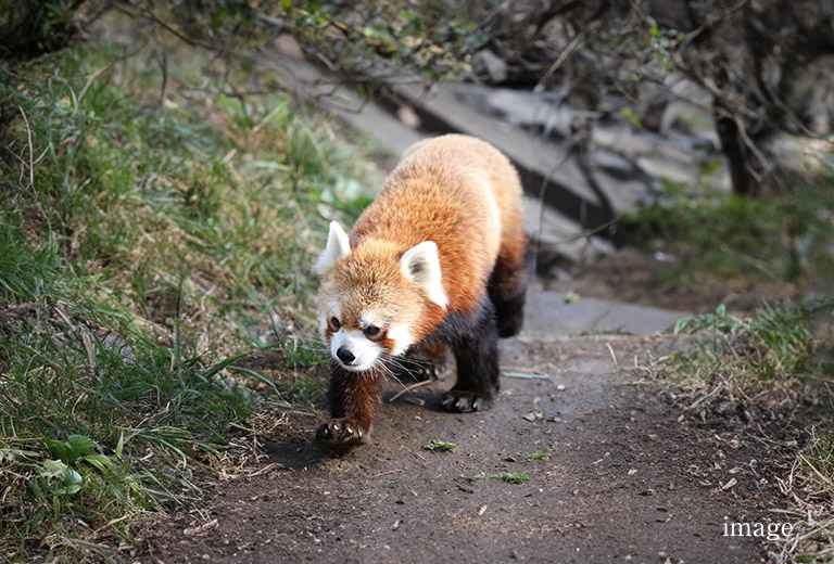 野毛山動物園